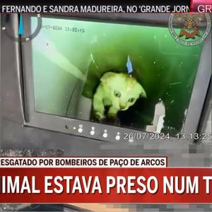 Resgate de gatinho bebé em Paço de Arcos