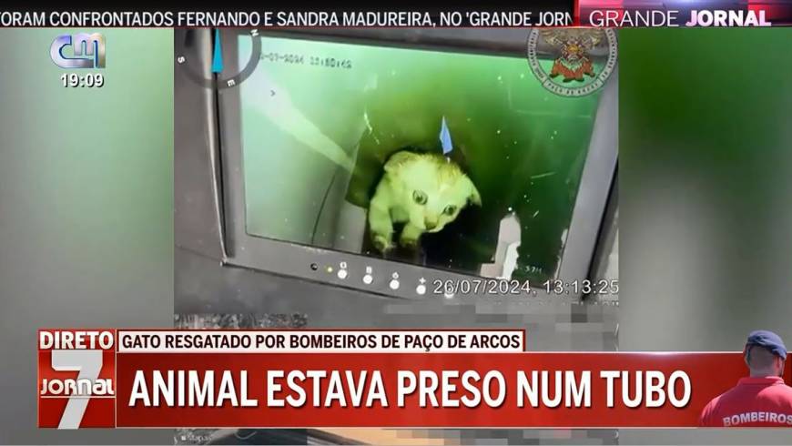 Resgate de gatinho bebé em Paço de Arcos